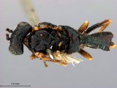 Fenusa alaskana by the Smithsonian. Used under a CC0 license.
