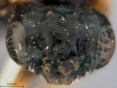 Fenusa alaskana by the Smithsonian. Used under a CC0 license.
