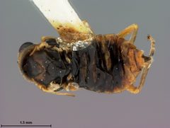 Hoplocampa (Hoplocampa) koebelei by the Smithsonian. Used under a CC0 license.