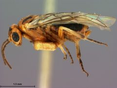 Hoplocampa marlatti by the Smithsonian. Used under a CC0 license.