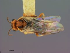 Hoplocampa marlatti by the Smithsonian. Used under a CC0 license.