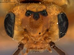 Hoplocampa marlatti by the Smithsonian. Used under a CC0 license.