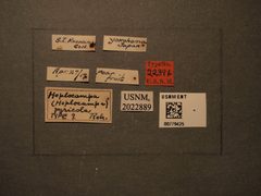 Hoplocampa (Hoplocampa) pyricola by the Smithsonian. Used under a CC0 license.