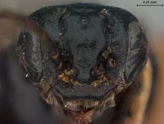 Hoplocampa (Hoplocampa) pyricola by the Smithsonian. Used under a CC0 license.