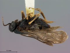 Hoplocampa (Hoplocampa) pyricola by the Smithsonian. Used under a CC0 license.