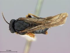 Hoplocampa (Hoplocampa) pyricola by the Smithsonian. Used under a CC0 license.