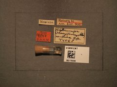 Hoplocampa (Macgillwrayella) xanthura by the Smithsonian. Used under a CC0 license.