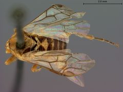 Hoplocampa (Macgillwrayella) xanthura by the Smithsonian. Used under a CC0 license.