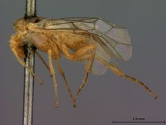 Hoplocampa (Macgillwrayella) xanthura by the Smithsonian. Used under a CC0 license.