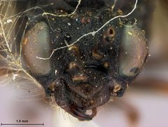 Lagium erythrogastrum by the Smithsonian. Used under a CC0 license.