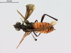 Lagium erythrogastrum by the Smithsonian. Used under a CC0 license.