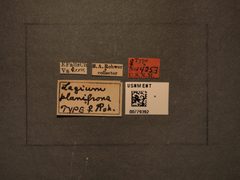 Lagium planifrons by the Smithsonian. Used under a CC0 license.