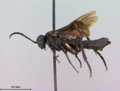 Lagium planifrons by the Smithsonian. Used under a CC0 license.
