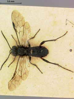 Macrophya nigra by the Smithsonian. Used under a CC0 license.