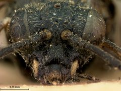 Macrophya nigra by the Smithsonian. Used under a CC0 license.