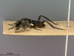Macrophya nigra by the Smithsonian. Used under a CC0 license.