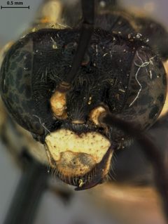 Macrophya nigristigma by the Smithsonian. Used under a CC0 license.