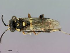 Macrophya nigristigma by the Smithsonian. Used under a CC0 license.