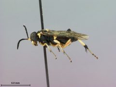 Macrophya nigristigma by the Smithsonian. Used under a CC0 license.