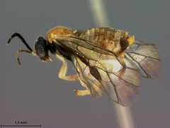 Metallus ochreus by the Smithsonian. Used under a CC0 license.