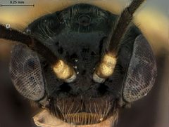 Metallus ochreus by the Smithsonian. Used under a CC0 license.