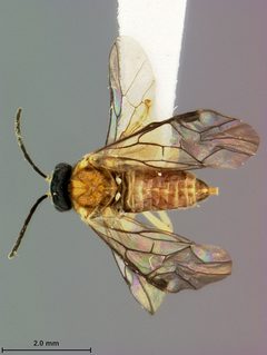 Metallus ochreus by the Smithsonian. Used under a CC0 license.