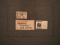 Metallus ochreus by the Smithsonian. Used under a CC0 license.