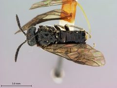 Monophadnoides crassicornis by the Smithsonian. Used under a CC0 license.