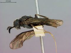 Monophadnoides crassicornis by the Smithsonian. Used under a CC0 license.