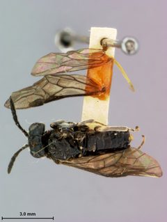 Monophadnoides crassicornis by the Smithsonian. Used under a CC0 license.