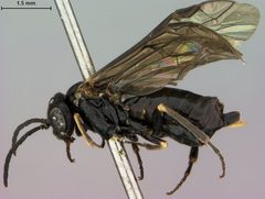 Monophadnoides osgoodi by the Smithsonian. Used under a CC0 license.