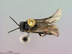 Monophadnoides osgoodi by the Smithsonian. Used under a CC0 license.