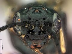 Monophadnoides osgoodi by the Smithsonian. Used under a CC0 license.