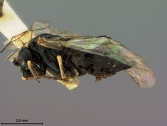 Monophadnus genticulatus nipponica by the Smithsonian. Used under a CC0 license.