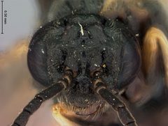 Monophadnus truncatus by the Smithsonian. Used under a CC0 license.