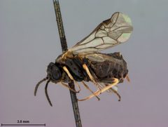 Monophadnus truncatus by the Smithsonian. Used under a CC0 license.
