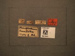 Monophadnus truncatus by the Smithsonian. Used under a CC0 license.