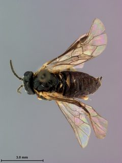 Monophadnus truncatus by the Smithsonian. Used under a CC0 license.