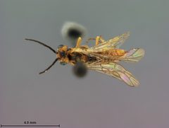 Nematus lipovskyi by the Smithsonian. Used under a CC0 license.