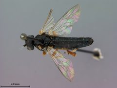 Nematus procidentius by the Smithsonian. Used under a CC0 license.