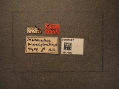 Nematus procidentius by the Smithsonian. Used under a CC0 license.