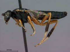 Nematus procidentius by the Smithsonian. Used under a CC0 license.