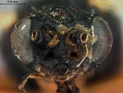 Nematus procidentius by the Smithsonian. Used under a CC0 license.