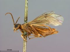 Nematus unicolor by the Smithsonian. Used under a CC0 license.