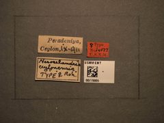 Nesoselandria ceylonensis by the Smithsonian. Used under a CC0 license.