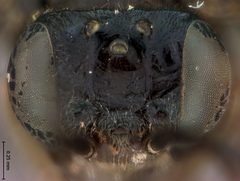 Nesoselandria ceylonensis by the Smithsonian. Used under a CC0 license.