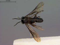 Nesoselandria ceylonensis by the Smithsonian. Used under a CC0 license.