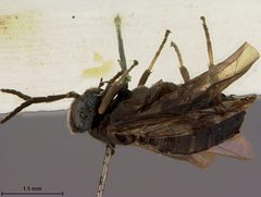 Nesoselandria ceylonensis by the Smithsonian. Used under a CC0 license.