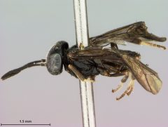 Nesoselandria minuta by the Smithsonian. Used under a CC0 license.
