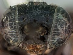 Nesoselandria minuta by the Smithsonian. Used under a CC0 license.